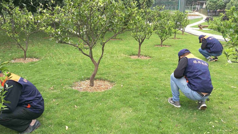 苗木种植成本解析：价格背后的考量因素**