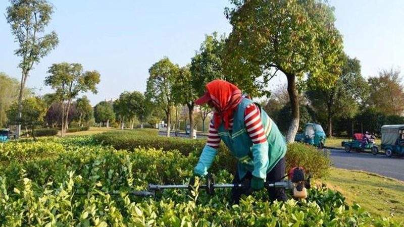 果岭草草坪养护，这些工具不可或缺**
